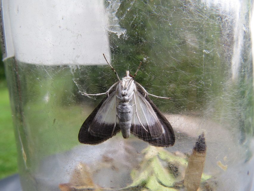 Cydalima perspectalis - puszpáng-tűzmoly