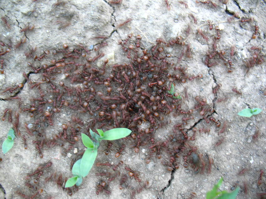 Polyergus rufescens - amazonhangya