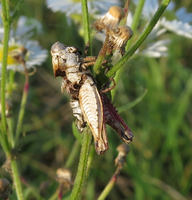 Calliptamus italicus - olaszsáska