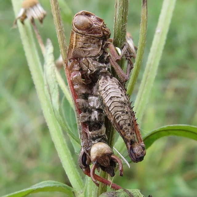 Calliptamus italicus - olaszsáska