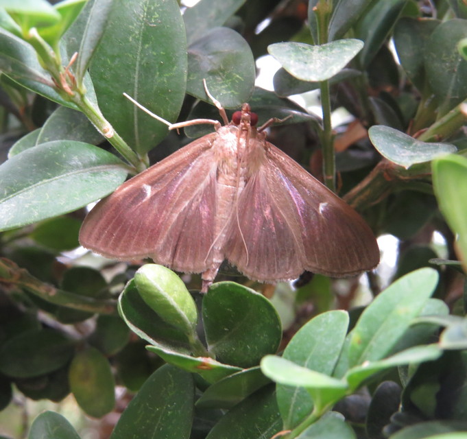 Cydalima perspectalis - puszpáng-tűzmoly