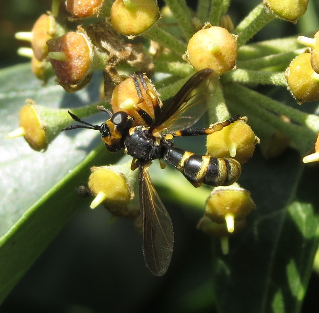 Leopoldius calceatus