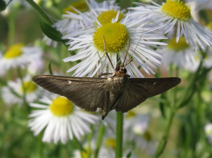 Cydalima perspectalis - puszpáng-tűzmoly