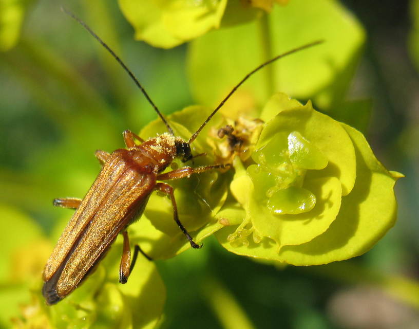 Oedemera podagrariae - székfű-álcincér