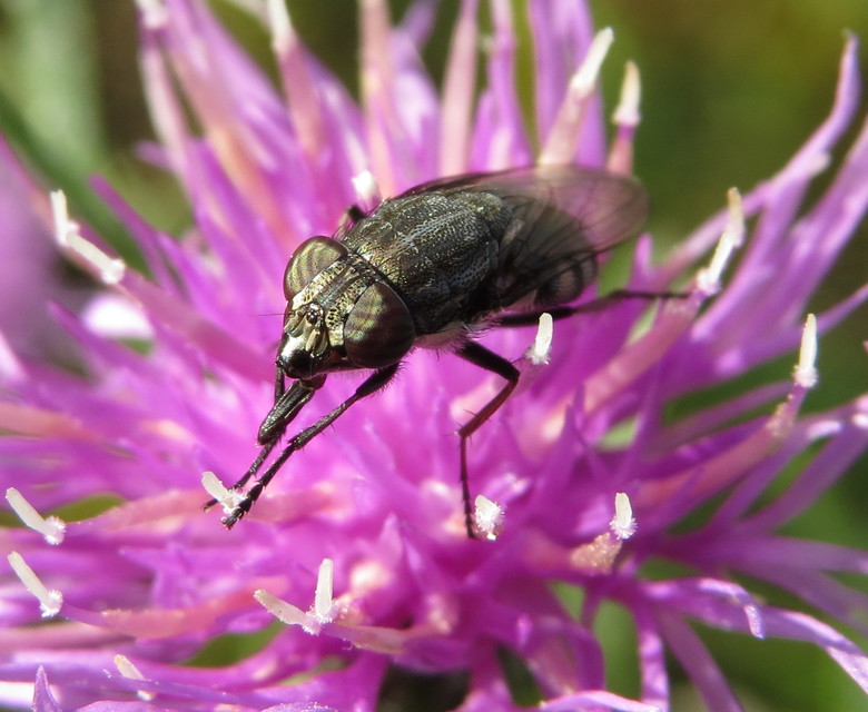 Stomorhina lunata - sáskaparazita légy