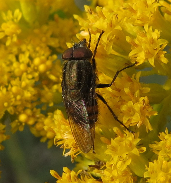 Stomorhina lunata - sáskaparazita légy