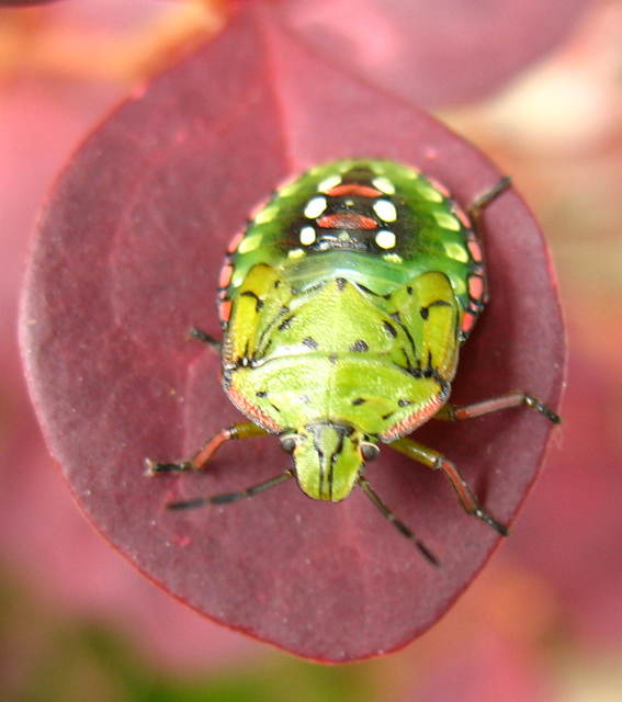 Nezara viridula - zöld vándorpoloska