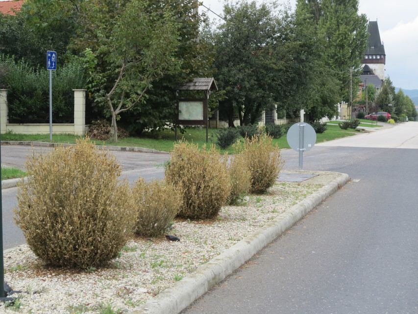 Cydalima perspectalis - puszpáng-tűzmoly