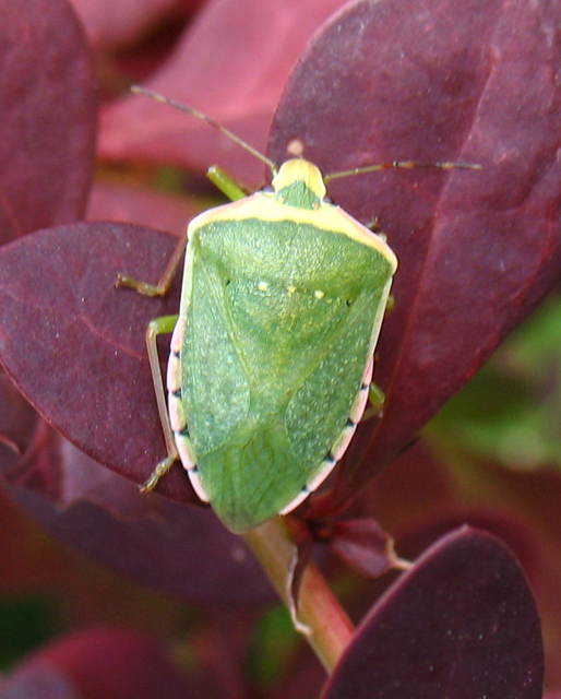 Nezara viridula - zöld vándorpoloska