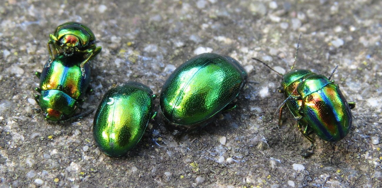 Chrysolina herbacea - zöld mentalevelész