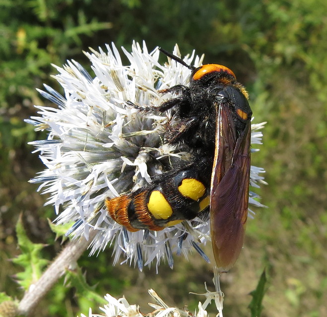 Megascolia maculata - óriás-tőrösdarázs