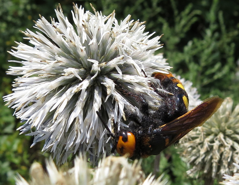 Megascolia maculata - óriás-tőrösdarázs