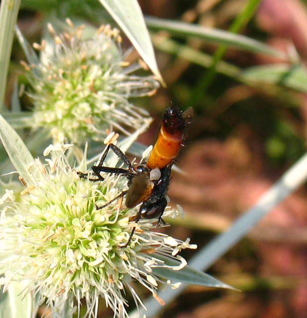 Cylindromyia