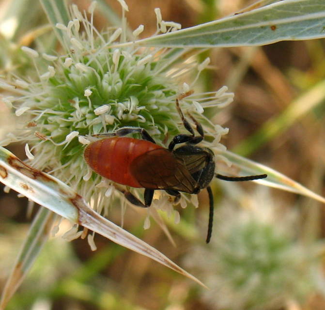 Sphecodes albilabris - nagy piroshasúméh
