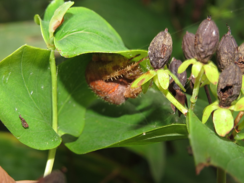 Araneus diadematus - koronás keresztespók