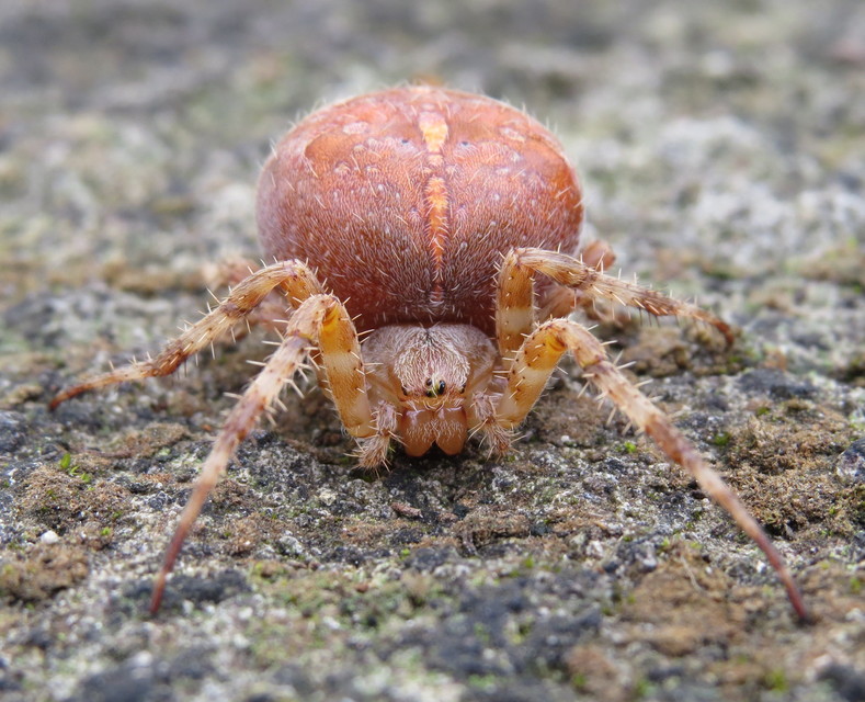 Araneus diadematus - koronás keresztespók