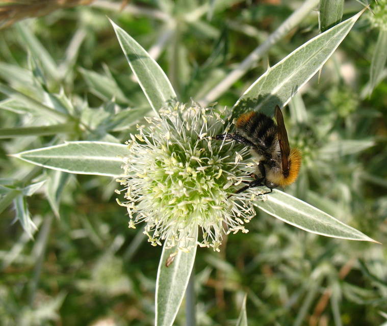 Bombus pascuorum - mezei poszméh