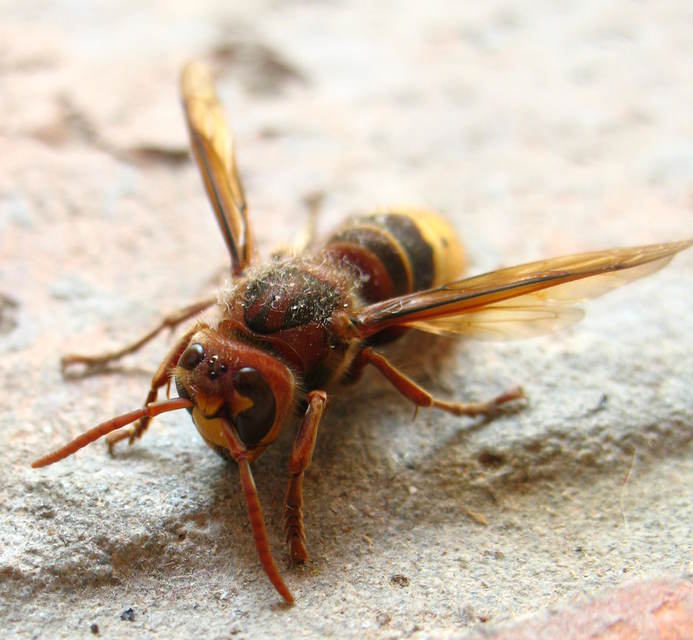 Vespa crabro - lódarázs