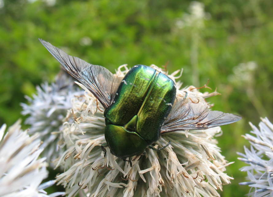 Cetonia aurata - aranyos virágbogár