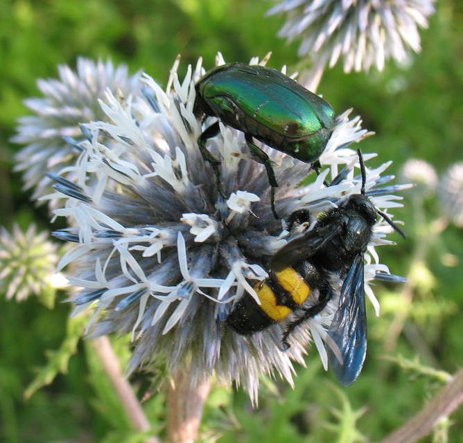 Scolia hirta - sötétszárnyú tőrösdarázs