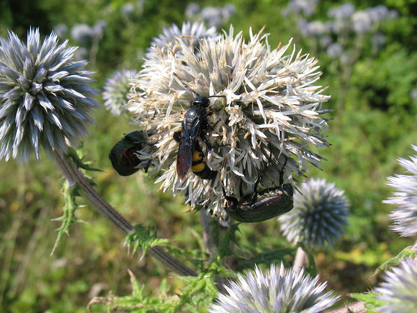 Cetonia aurata - aranyos virágbogár