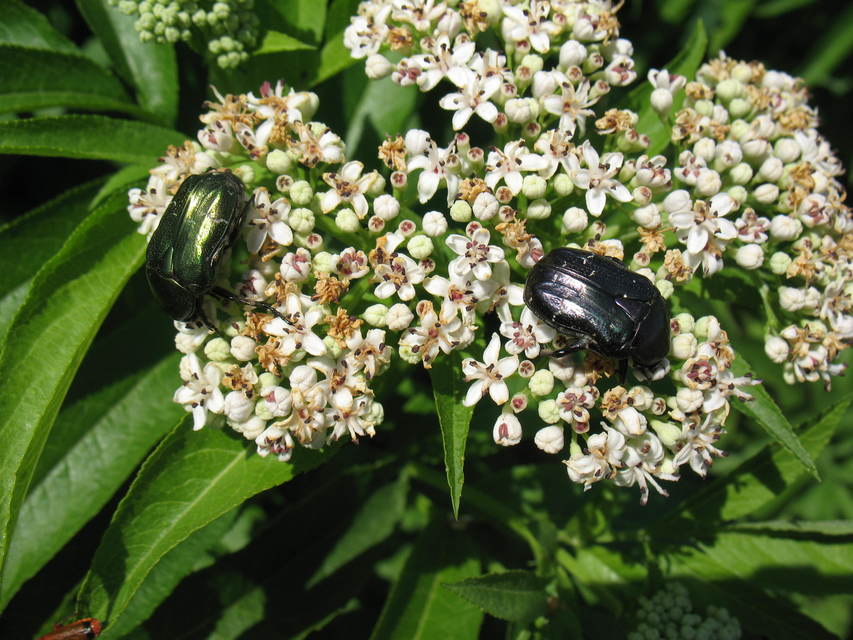 Cetonia aurata - aranyos virágbogár