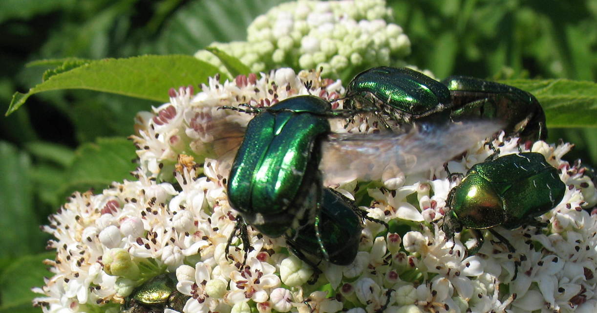 Cetonia aurata - aranyos virágbogár