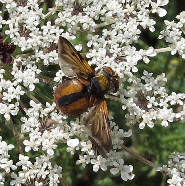 Ectophasia crassipennis - szélespotrohú poloskafürkész