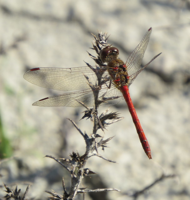 Sympetrum striolatum - harántsávos katona-szitakötő