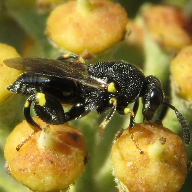 Brachymeria tibialis