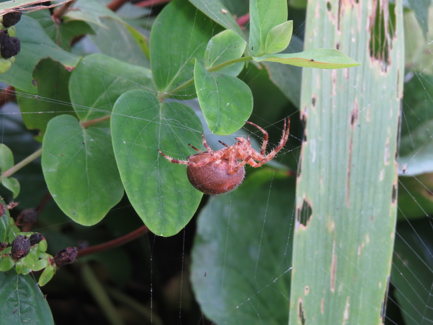 Araneus diadematus - koronás keresztespók