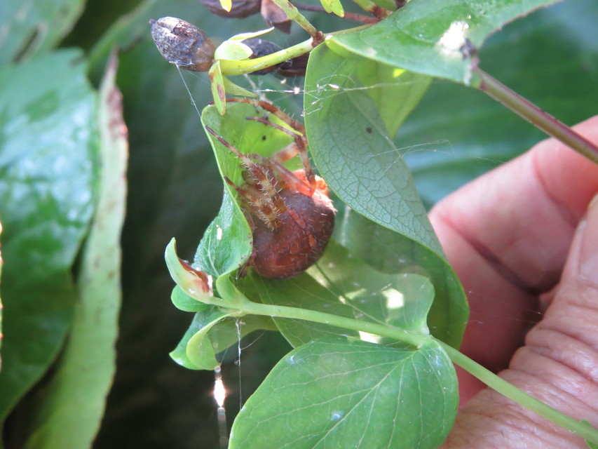 Araneus diadematus - koronás keresztespók