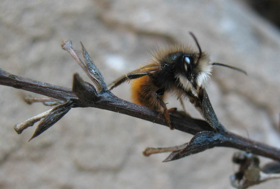 Osmia cornuta - szarvas faliméh