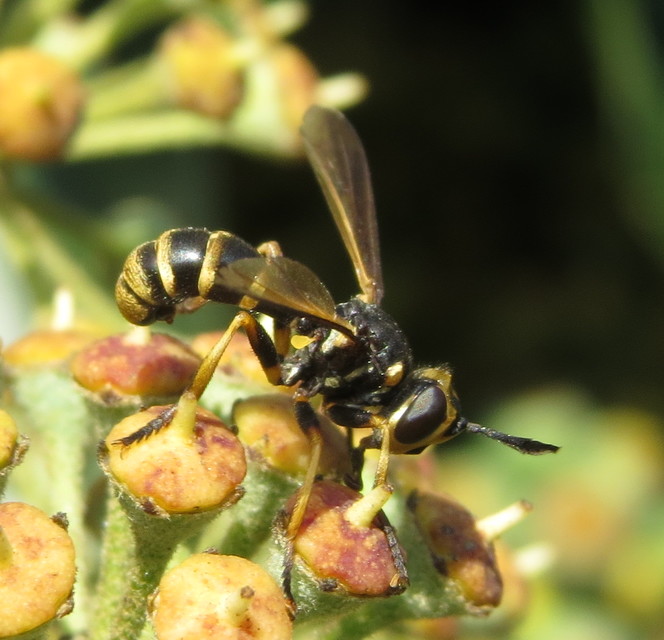 Leopoldius calceatus