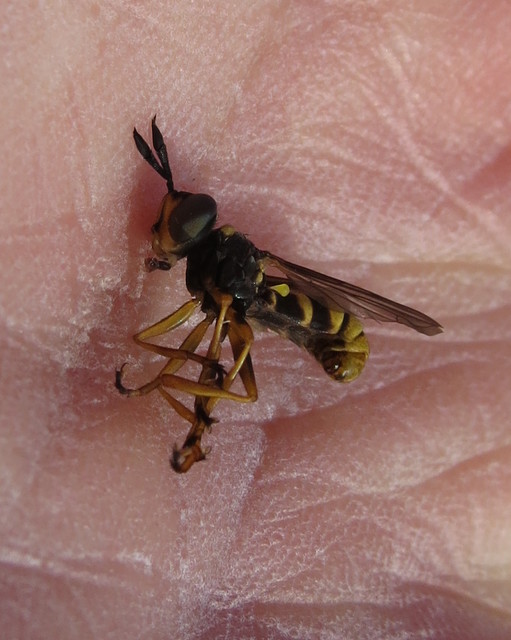 Leopoldius calceatus