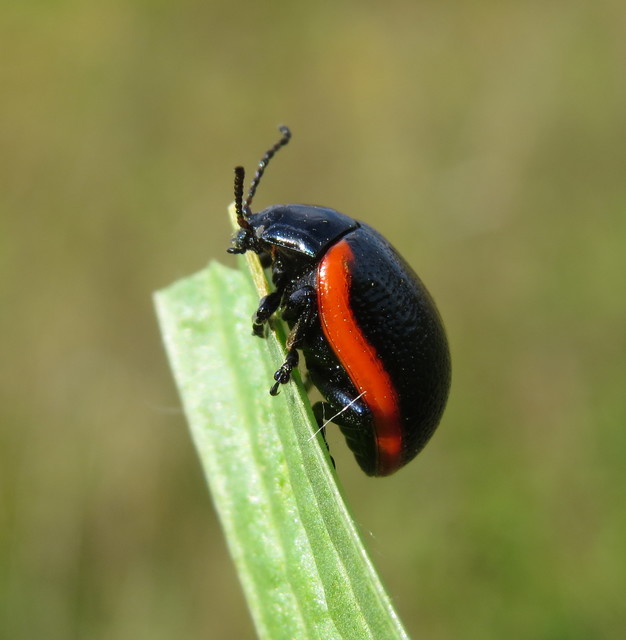 Chrysolina rossia - trapézhátú szegélyeslevelész