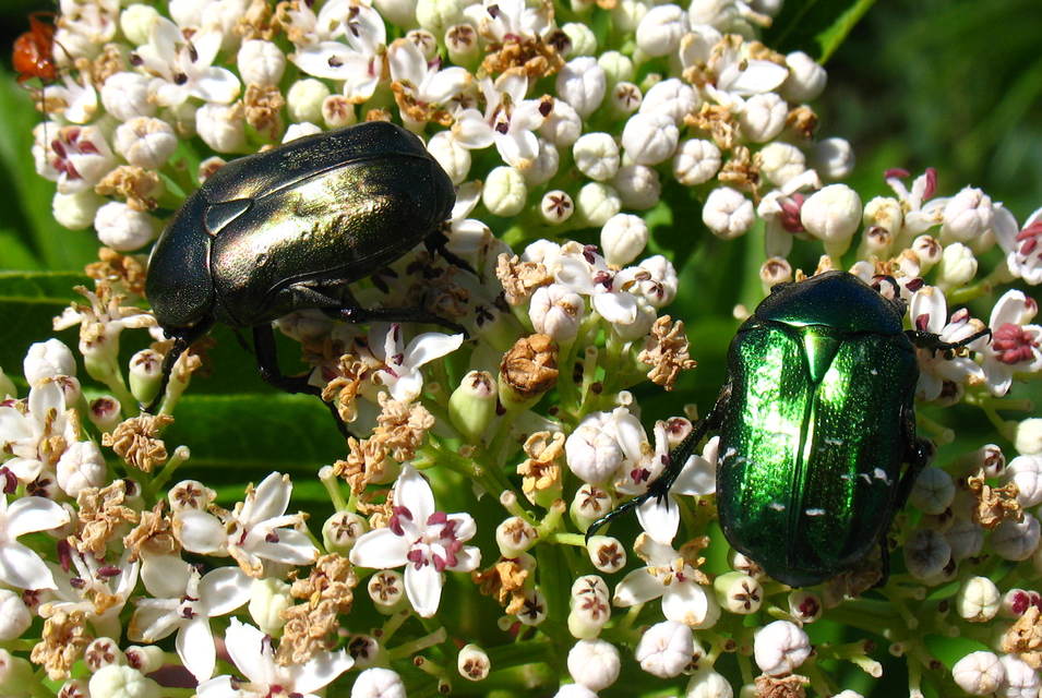 Cetonia aurata - aranyos virágbogár
