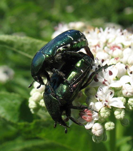 Cetonia aurata - aranyos virágbogár