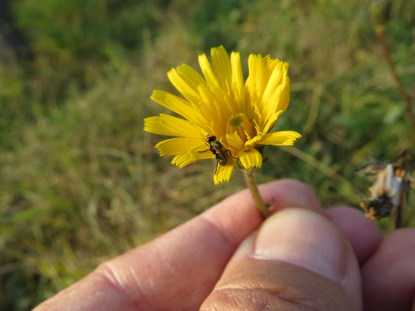 Thecophora pusilla