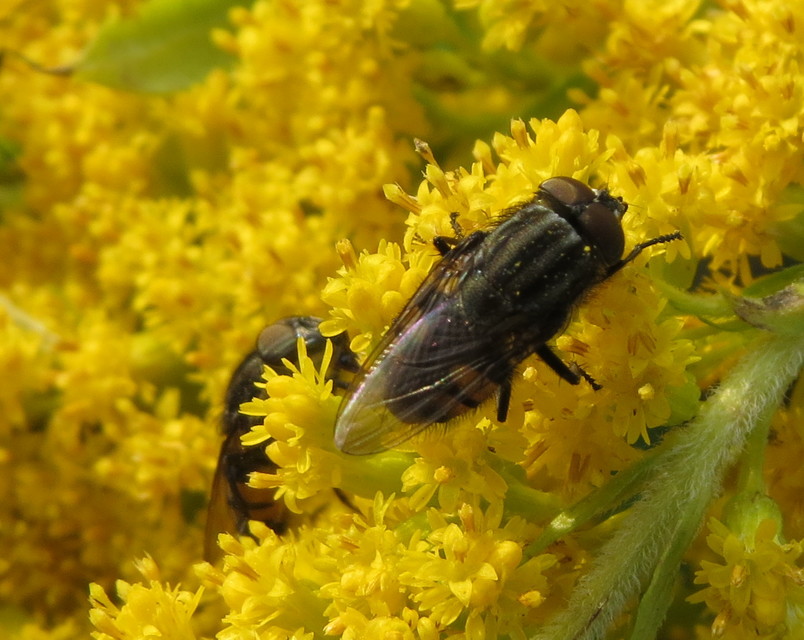 Stomorhina lunata - sáskaparazita légy