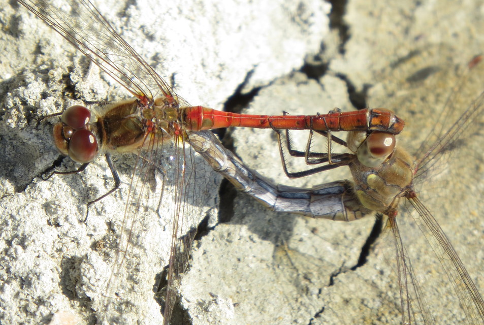 Sympetrum striolatum - harántsávos katona-szitakötő