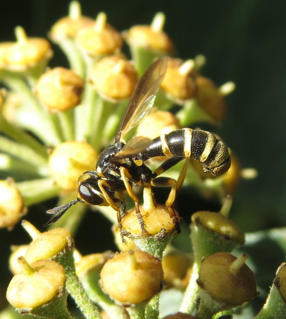 Leopoldius calceatus