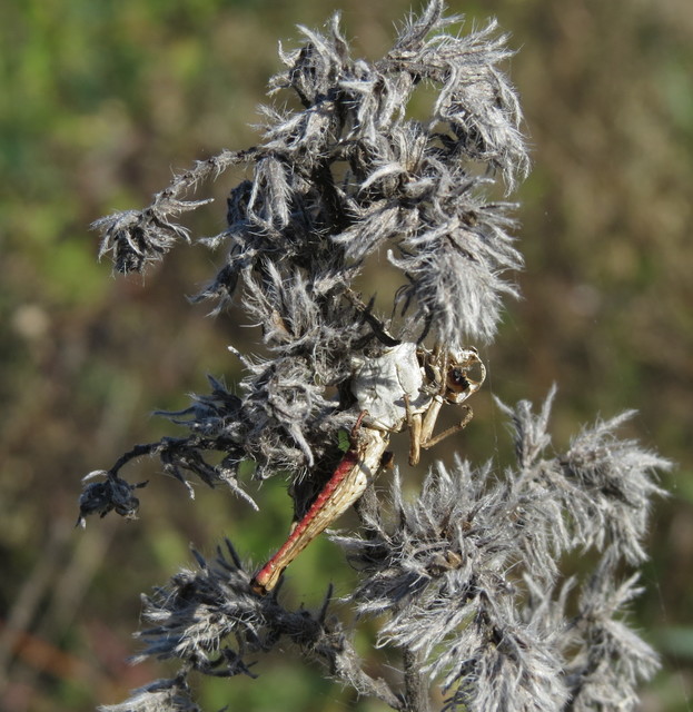Calliptamus italicus - olaszsáska