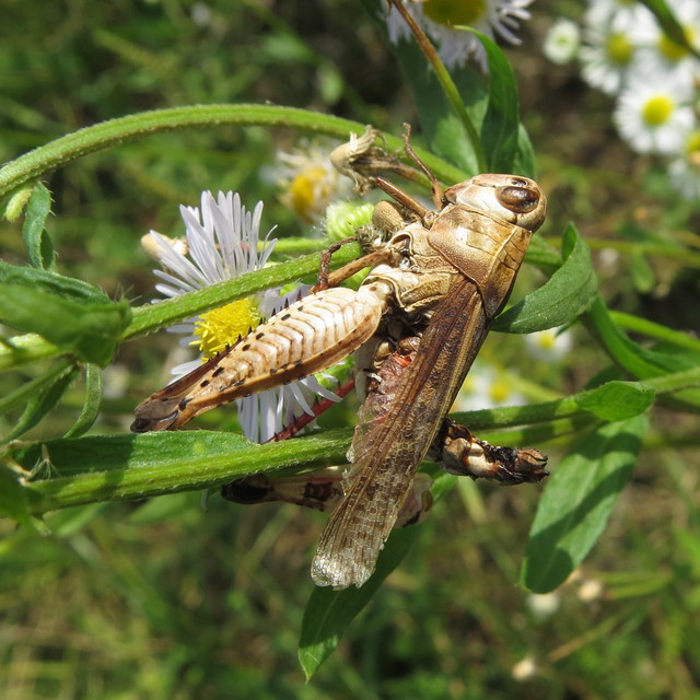 Calliptamus italicus - olaszsáska