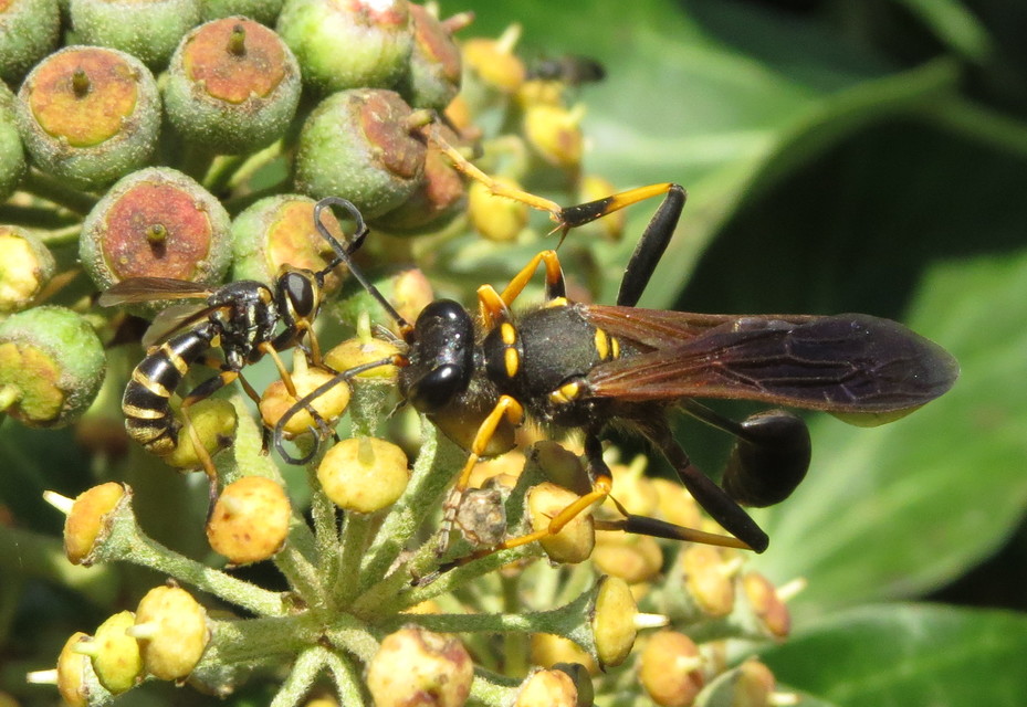 Sceliphron caementarium - feketenyelű lopódarázs