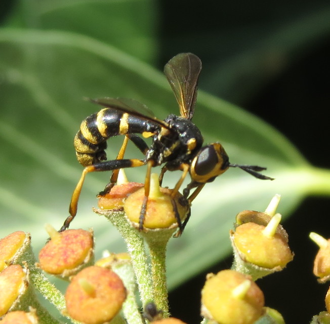 Leopoldius calceatus