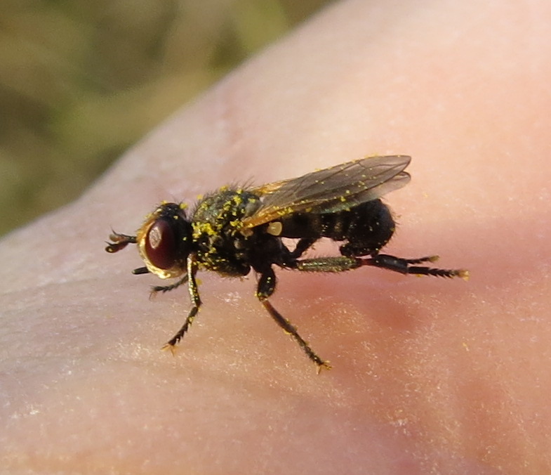 Thecophora pusilla