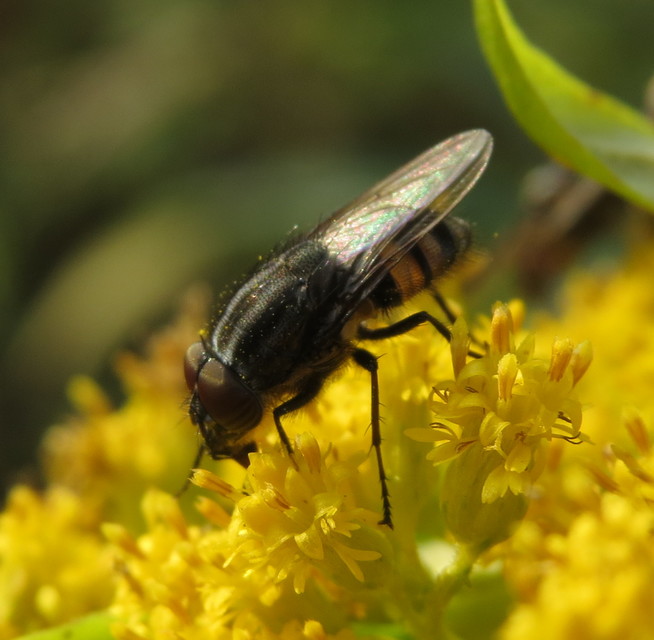 Stomorhina lunata - sáskaparazita légy
