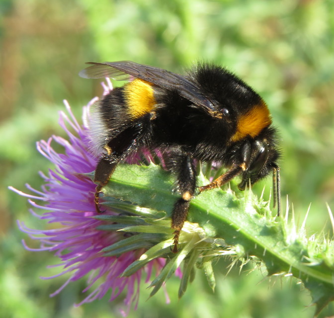 Bombus terrestris - földi poszméh