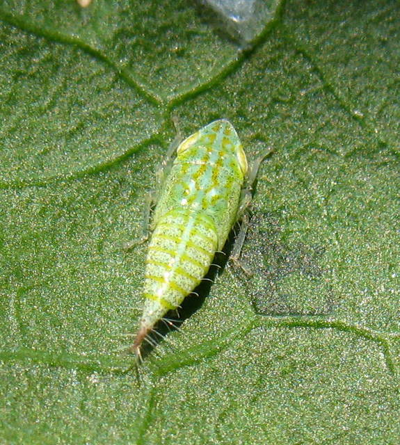 Fieberiella florii